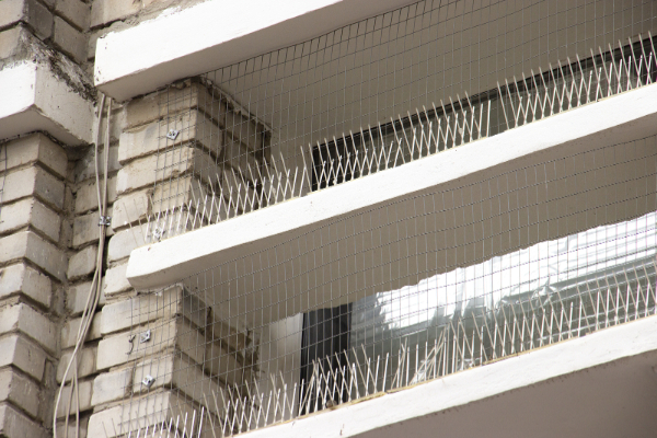 Signs of a bird problem or infestation
